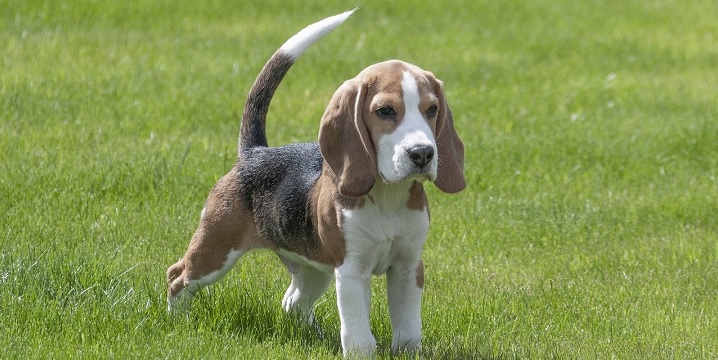 Httpspixabay.comphotosbeagle Dog Puppy Pet Cute 3877115 720x360